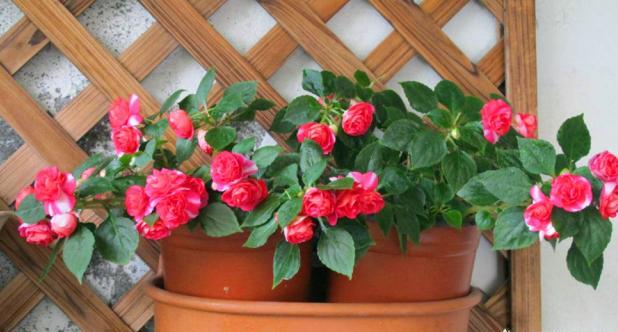 如何改善板结的养花土,花盆土壤板结怎么样松土不伤根