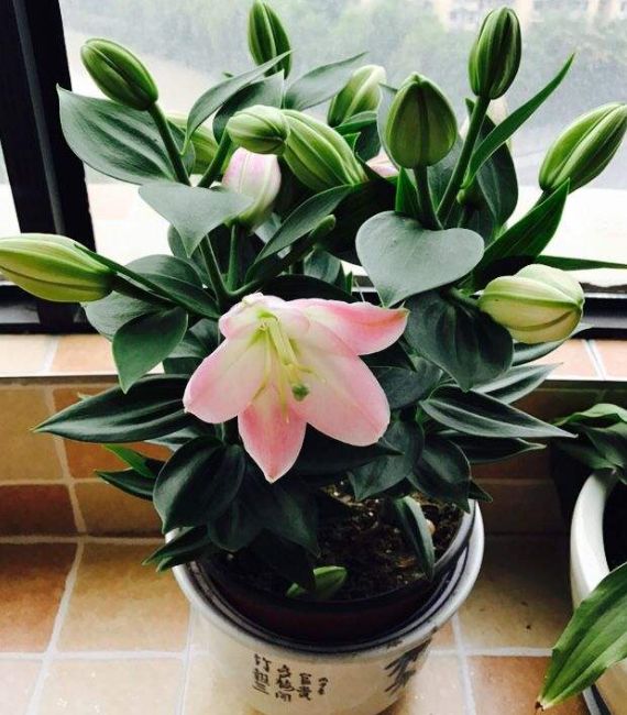 百合花是怎么繁育的,国外百合花种球繁育