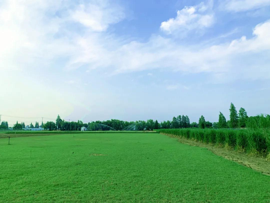 夏季草坪,夏季草坪的养护方法