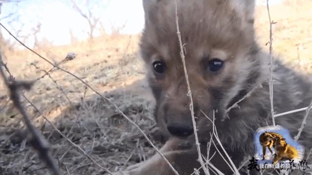 养狼disco：我在*疆新**，把狼养成了哈士奇