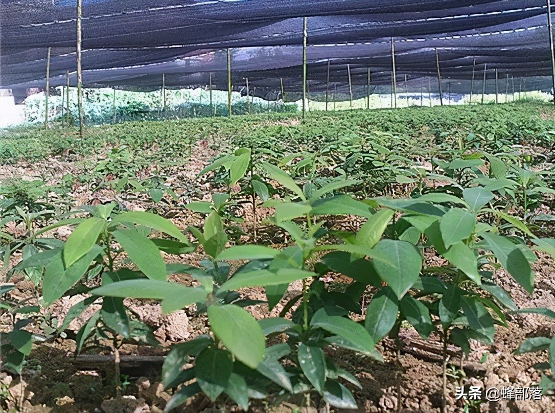 楠木是皇家专用的吗,金丝楠木现存的古树