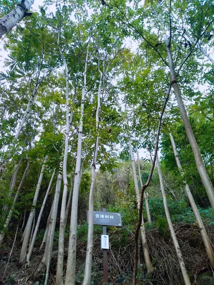 平江碧龙峡景区值得去玩吗,平江碧龙峡全长多少公里