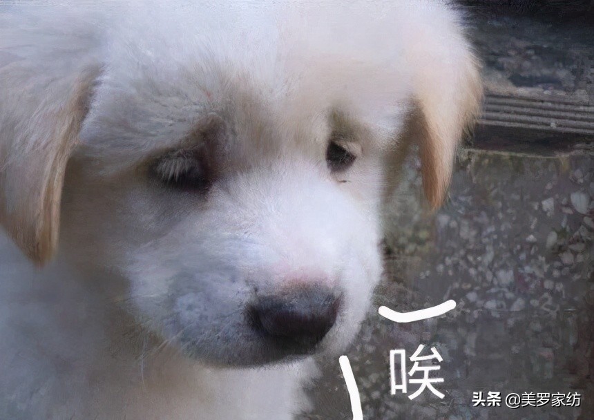 水洗棉针织棉精梳棉,长绒棉精梳棉纯棉竹节棉区别