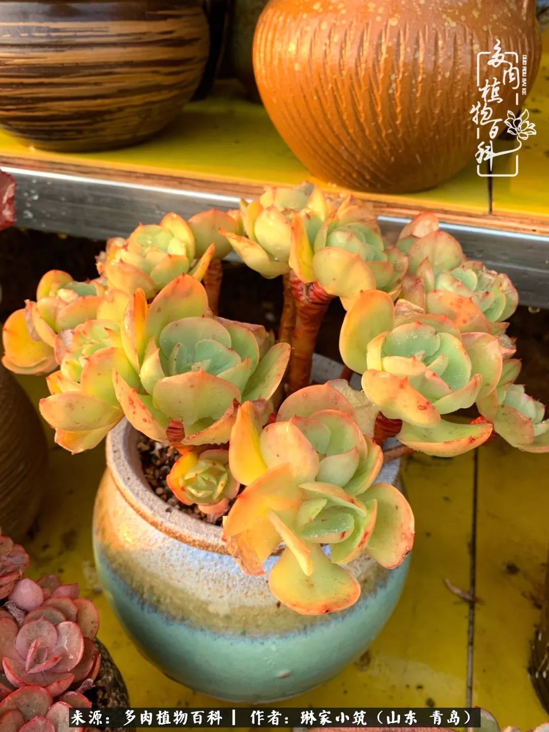 多肉冬季搬进屋里前需要浇水么,多肉过冬