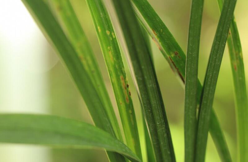 兰花新叶发黑怎么回事,兰花叶片发黄的原因和处理方法