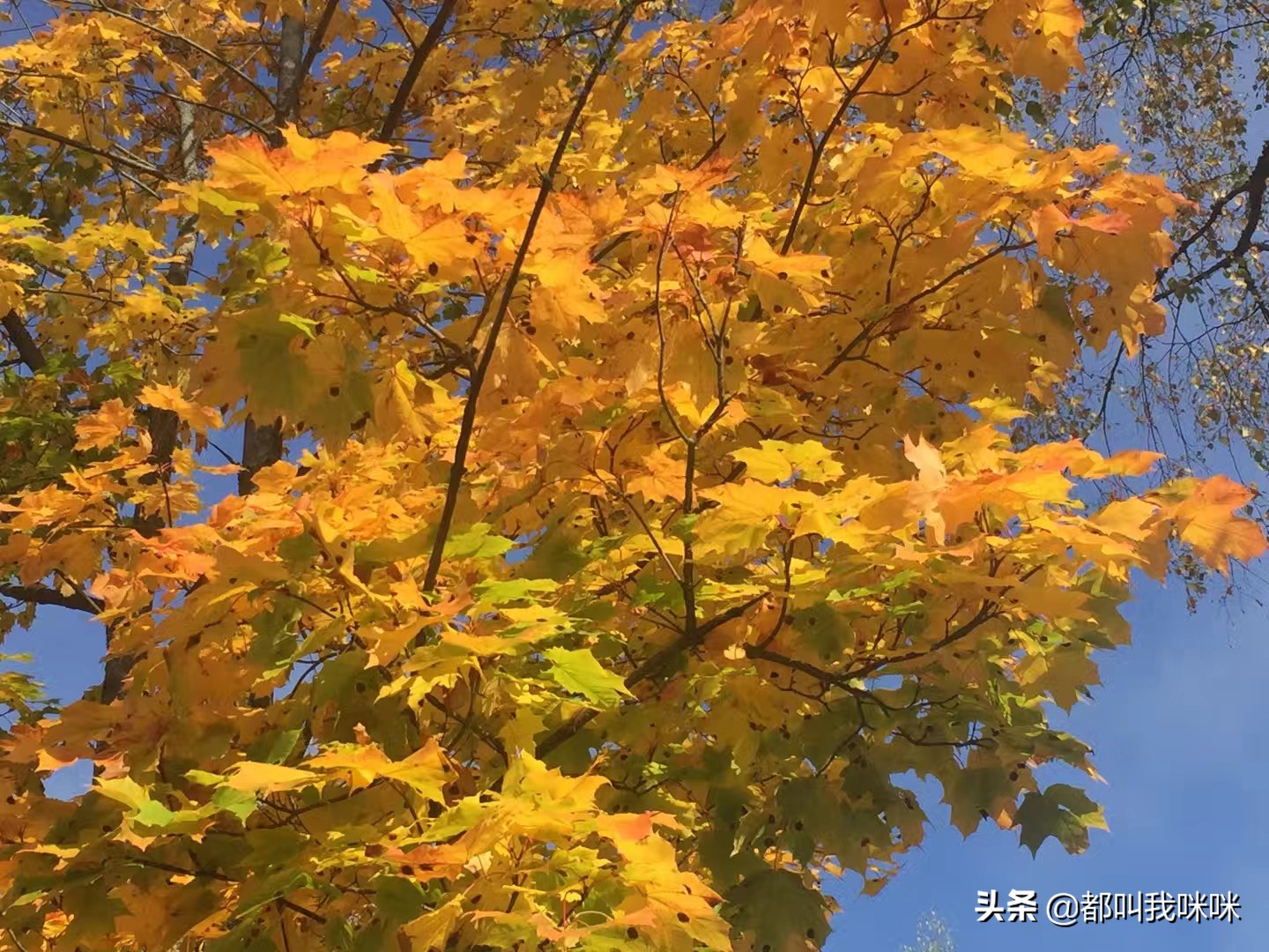 北欧哪个国家生活舒服,北欧和欧洲哪个适合生活