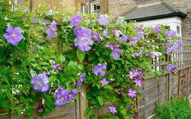 爬藤10大植物,100种爬藤植物图片大全
