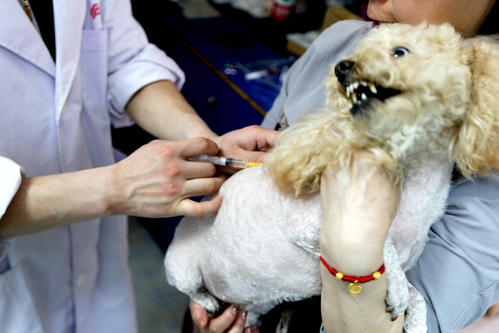 狗狗洗澡注意事项和禁忌,狗狗不能洗澡的五个时期