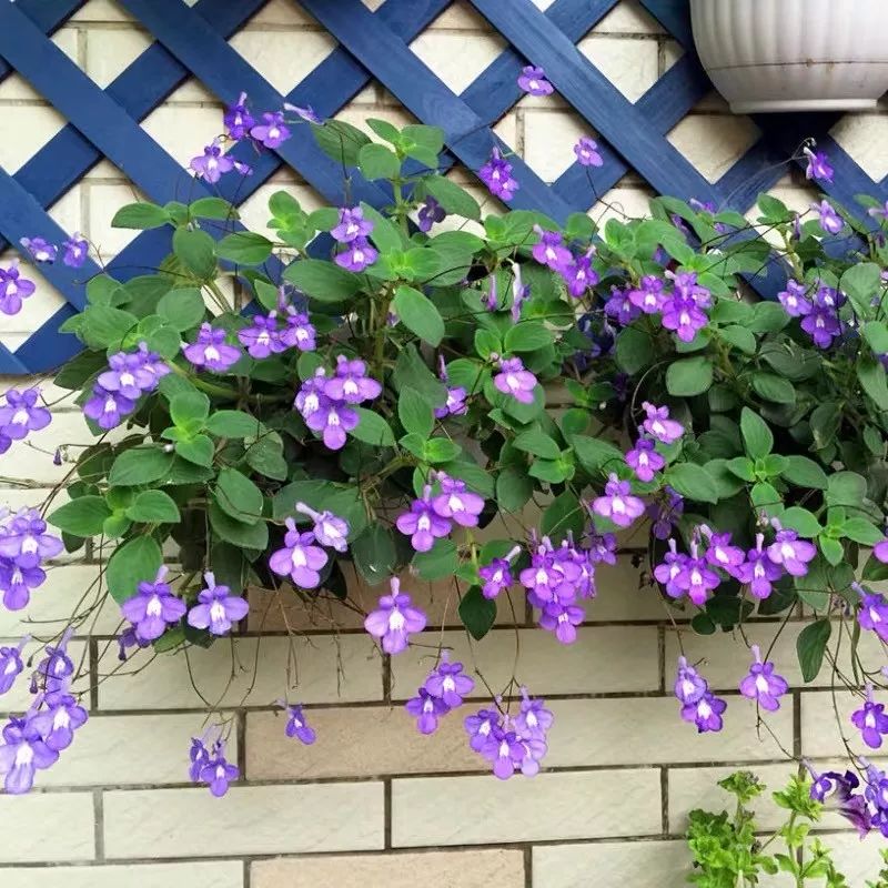 懒人室内养花就养4款开花机器,懒人专属开花机器花儿天天开爆盆