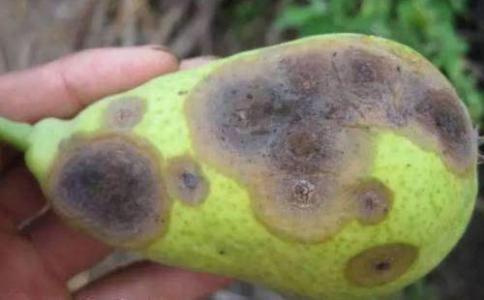 现在梨树用什么药防治病虫害,夏天梨树上挂瓶什么药防治病虫害