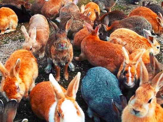 如何解决澳大利亚野兔成灾的问题,澳大利亚野兔泛滥成灾是为什么