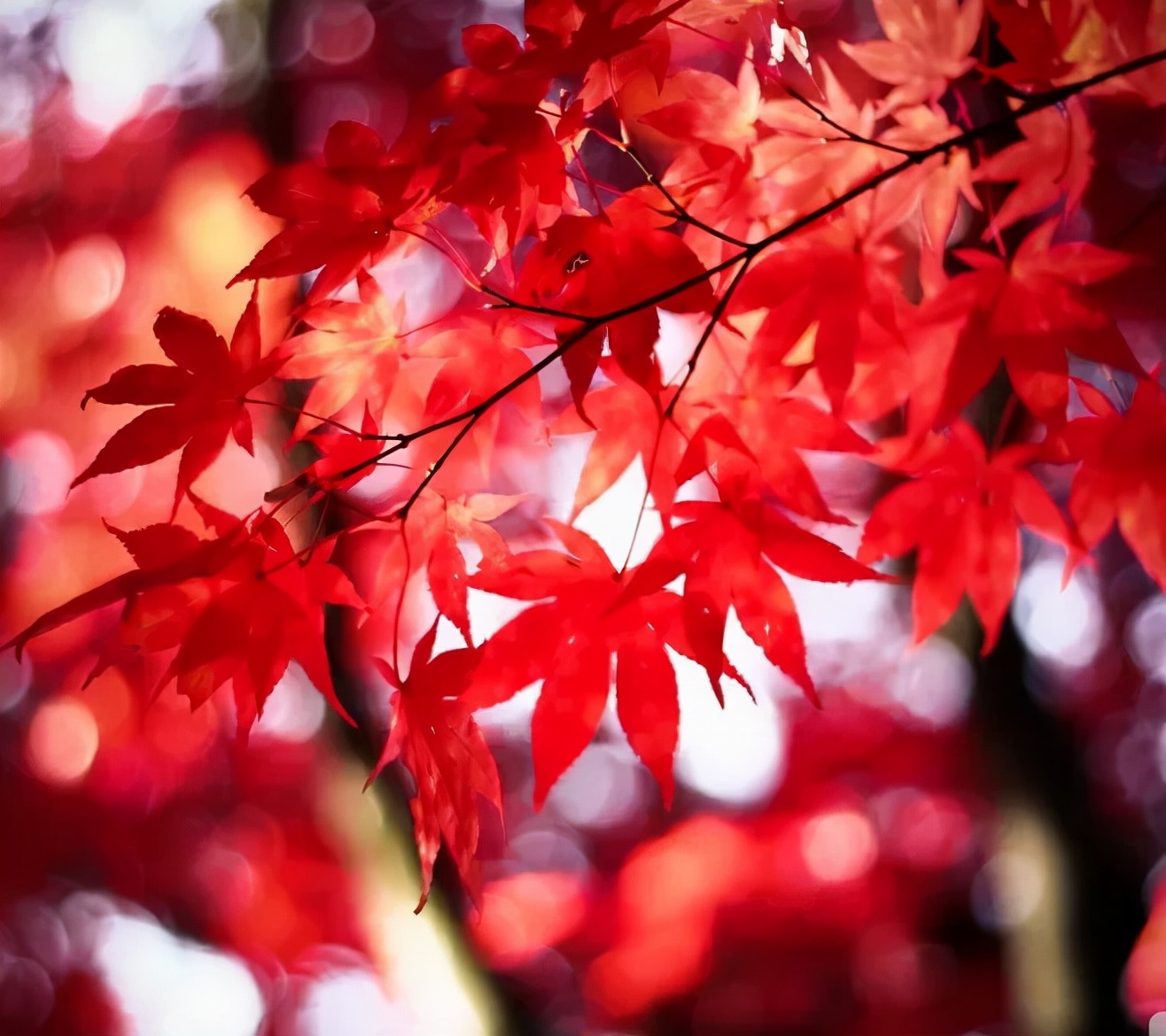 红叶诗词100首,32首唯美红叶诗词静赏绚烂秋日