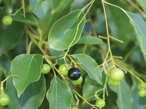 新品｜一款纯植物成分的体外驱虫剂