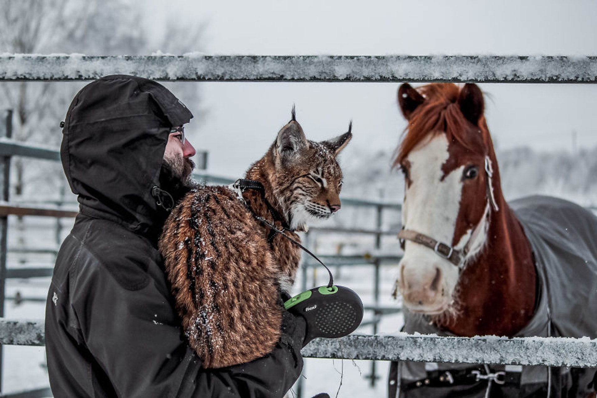 让六只傻狗调教生性凶猛的山猫,山猫:妈妈再也不用担心我的智商