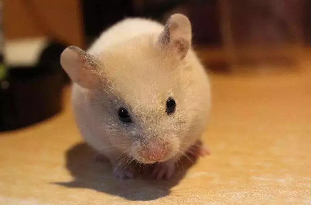 仓鼠种类大仓鼠,仓鼠的详细资料仓鼠的种类