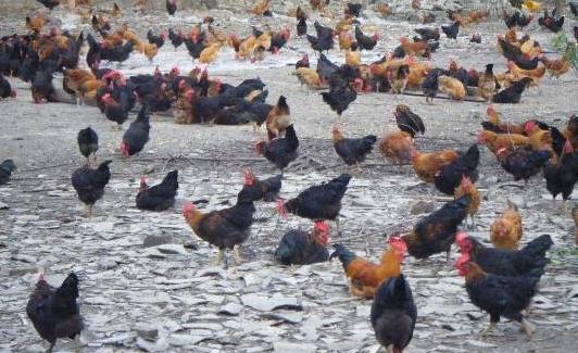 鸡支气管栓塞成功案例,鸡支气管堵塞的原因与防控思路