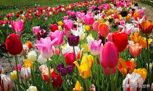 小小的郁金香是如何催生了资本家最厉害的敛取财富的招数之一的？