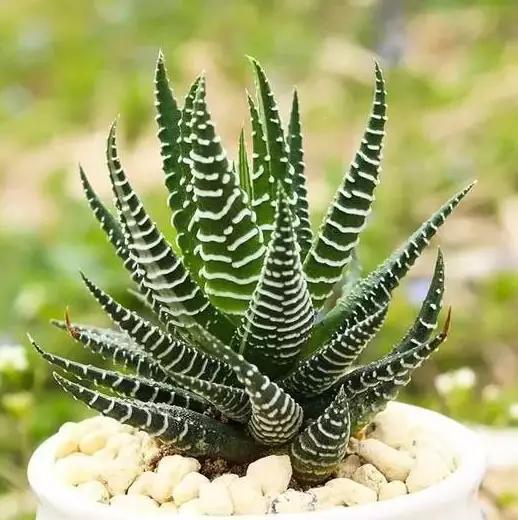 推荐轻松玩转100种常见多肉植物,700种多肉植物图鉴pdf百度云