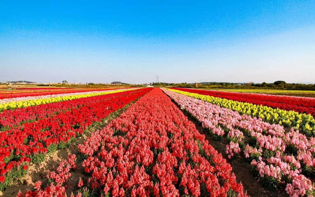 广州彩色油菜花田,广州最全浪漫花海打卡地点在哪里