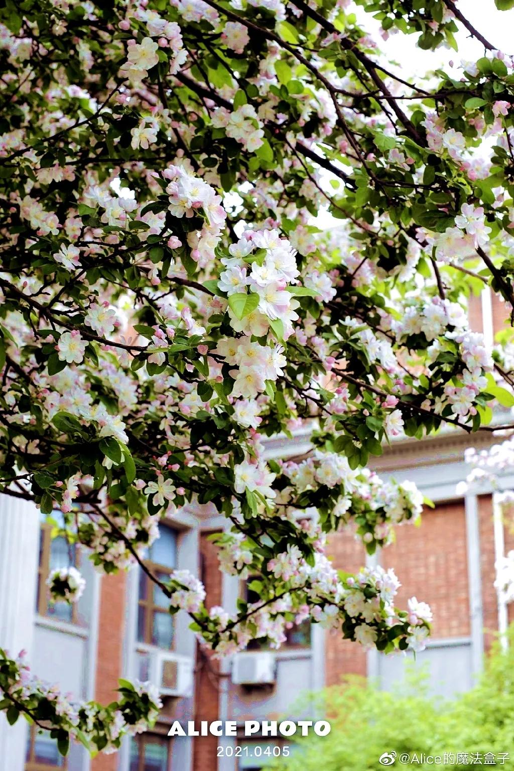 天津市南开中学全国排名,南开中学在全国有几所