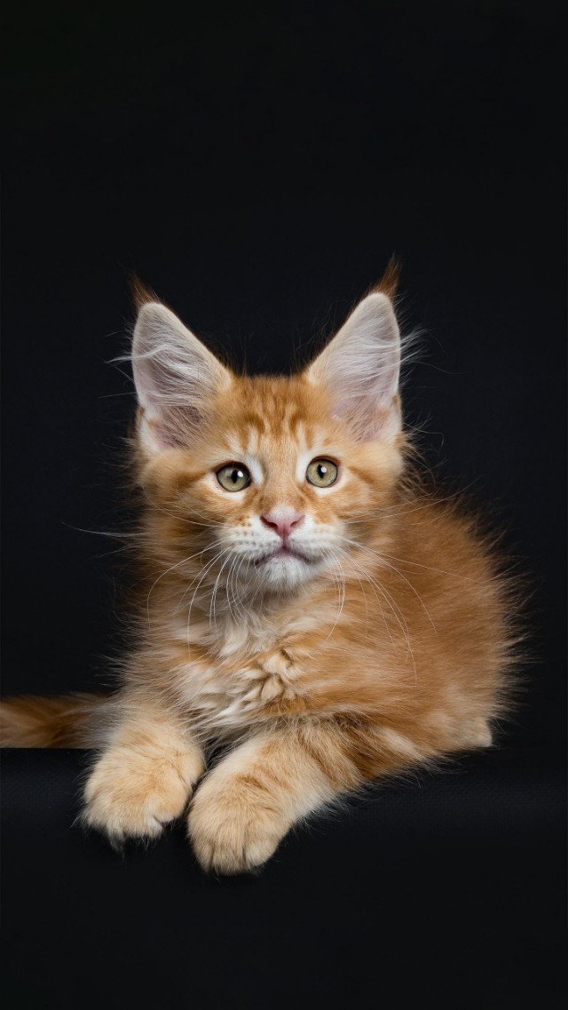 猫咪发情的那些事，猫奴一定需提前知道！