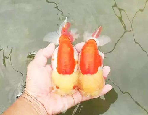 鱼缸水发浑发臭咋回事,鱼缸刚换的水就变浑浊发臭