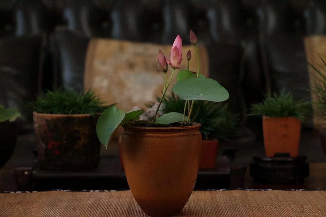 适合四季养殖的水培植物,冬天干旱种什么最好养