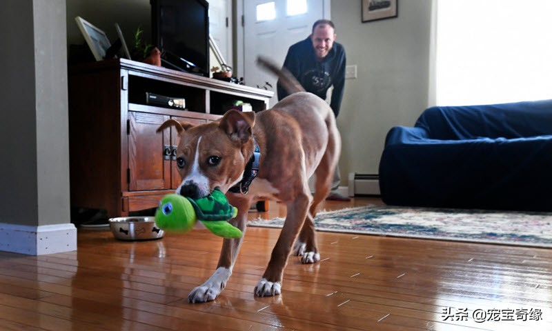 狗狗飞球比赛世界纪录,美国狗狗选美大赛