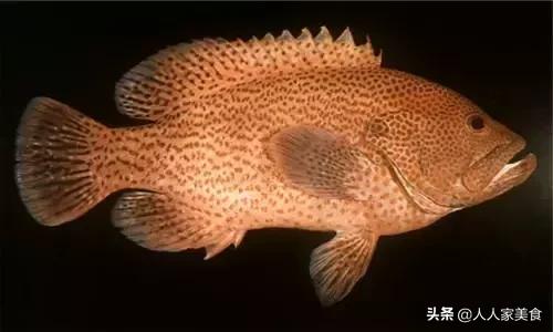 最好的十种石斑鱼,最漂亮的几种石斑鱼