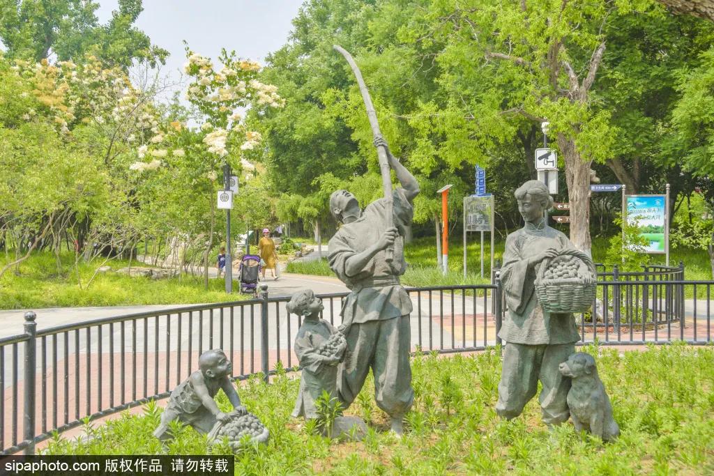 紫色花海免费版,紫色花海免费