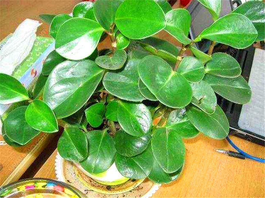 新移栽的玉树叶片打蔫怎么办,玉树叶片发蔫是怎么回事