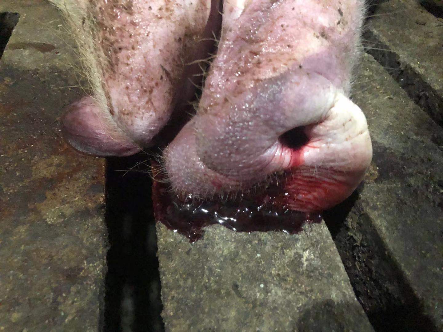 育肥猪常见的病有哪些,育肥猪尖叫死亡是什么病