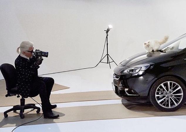 流浪猫突然暴富了,俄罗斯3只流浪猫