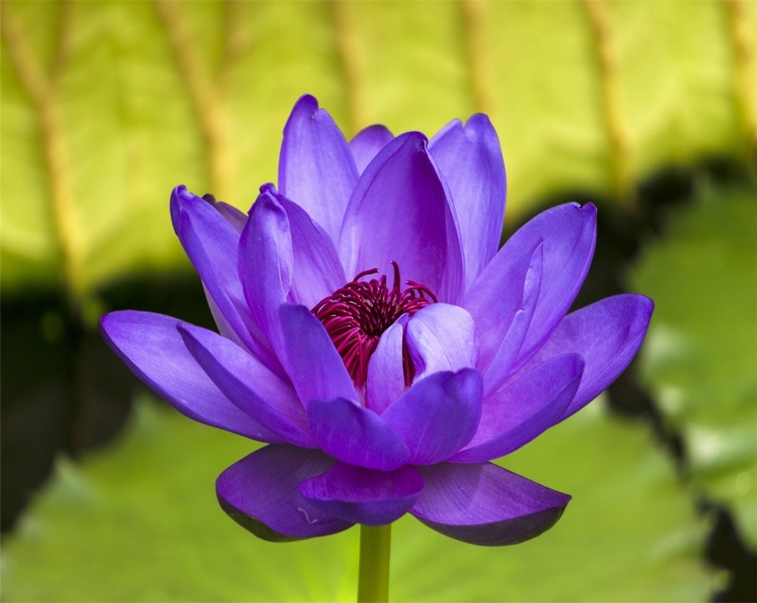 睡莲是水中养殖还是植入泥中养殖,大睡莲水生花卉适合多少度养殖