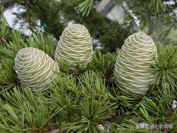 植物进化历程之藻类,藻类植物进化历程