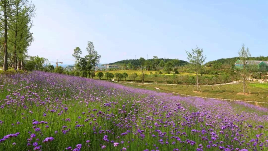 惠州山清水秀好风景,惠州哪个地方适合养老风景好