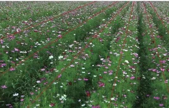 拍摄花卉视频如何构图好看,美术简单花卉图画构图简单