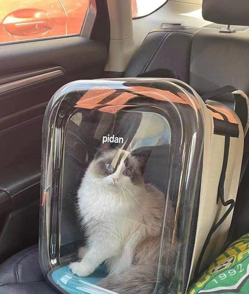 猫咪患ibd慢性肠炎怎么治疗,猫咪肠胃炎之后总是软便怎么调理