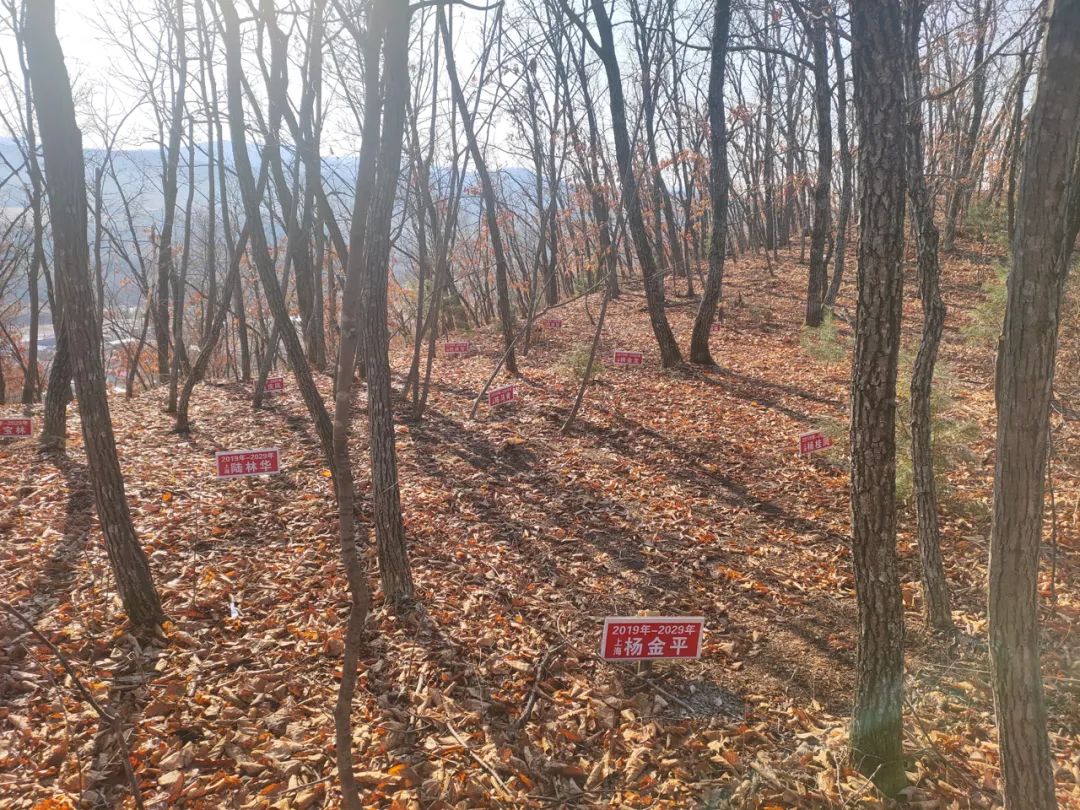 农村种植创业小伙子,东北林下参种植前景