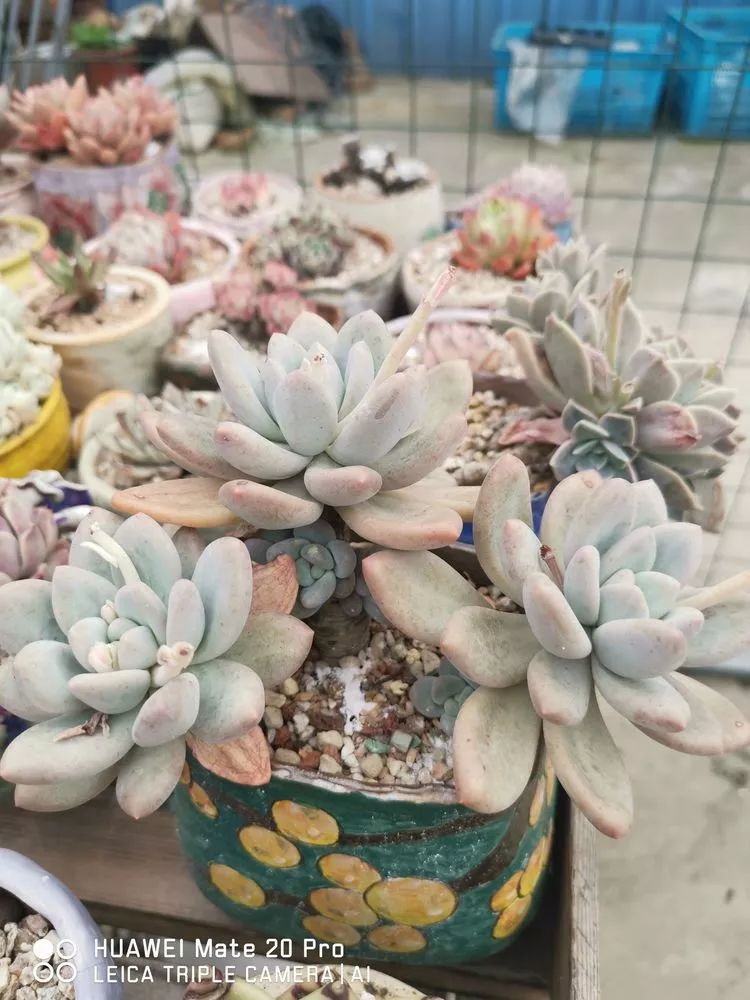 冬日如何更好地养多肉,冬天可以户外养护的多肉