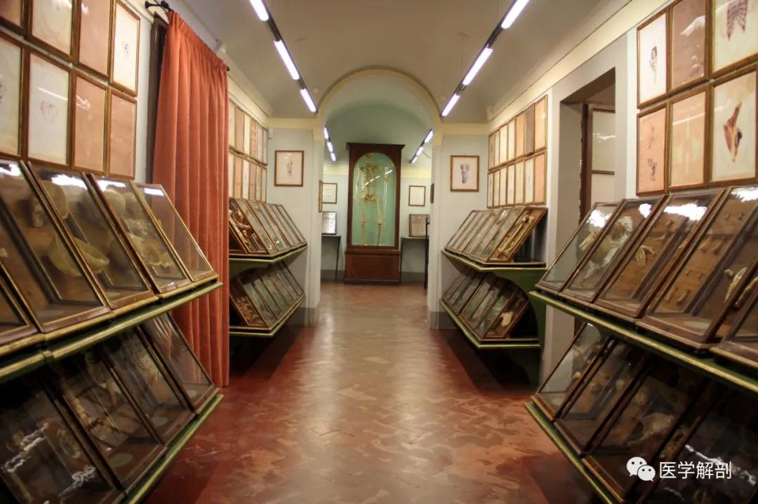 人体解剖学图解大全图,人体下腹解剖学完整版