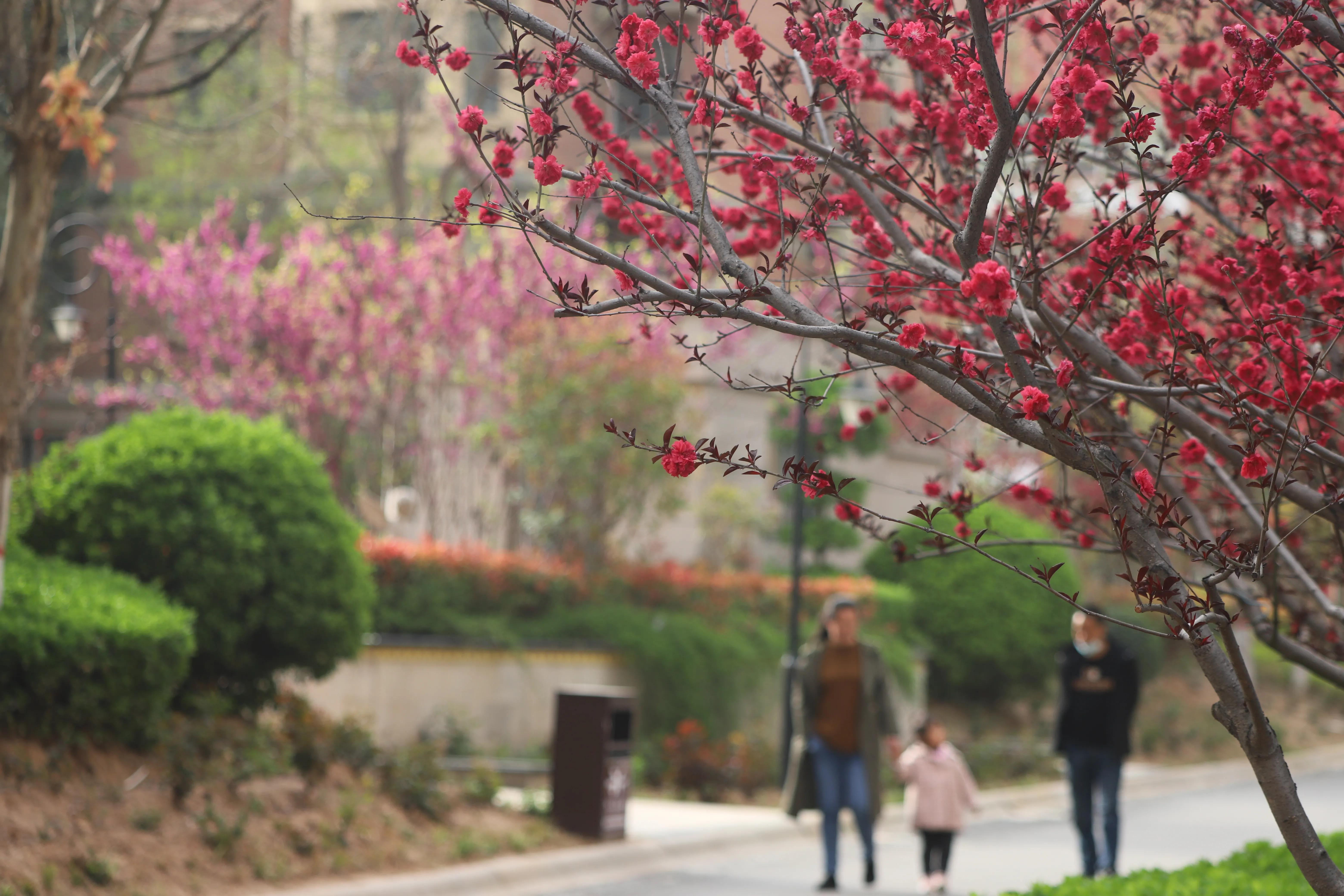 骏景花园116平米,骏景花园小区效果图