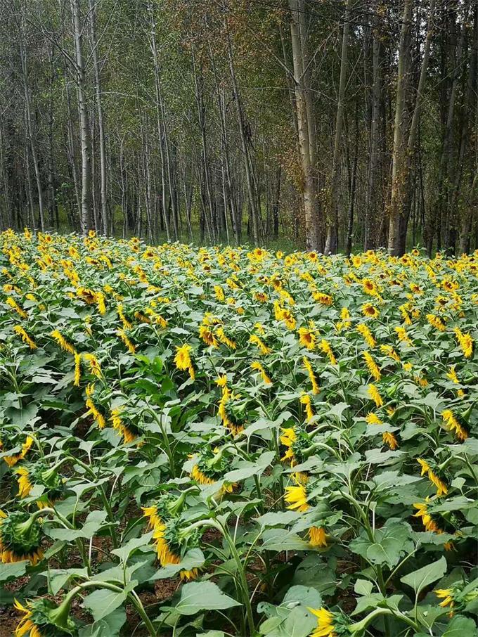 雾灵山内住宿推荐,雾灵山在山上住宿最佳方案