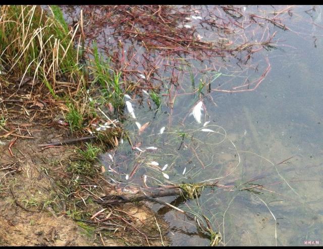 野钓鱼资源匮乏怎么办好,野钓资源匮乏是怎么造成的