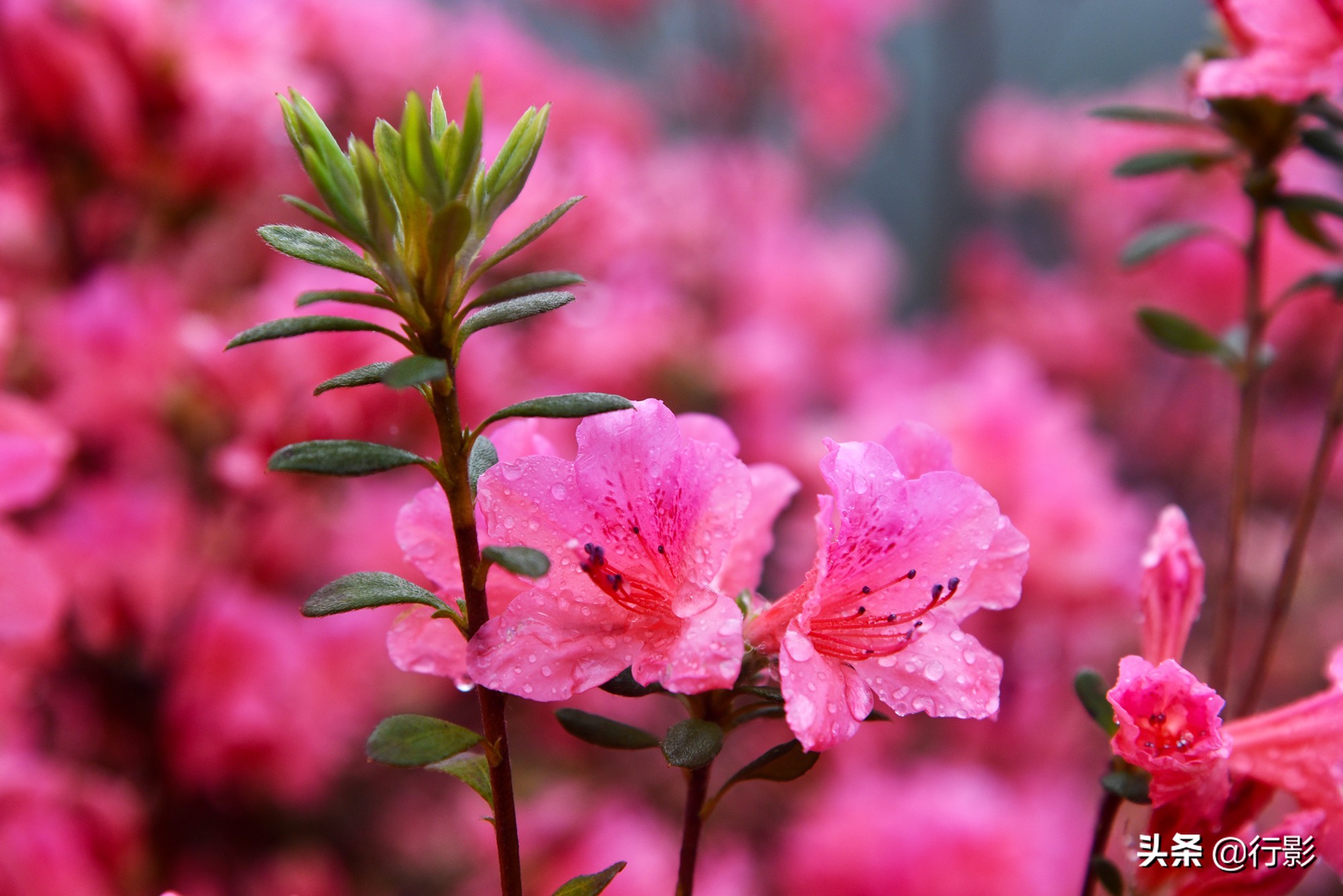 云雾山武汉,武汉汉口北打卡网红景点