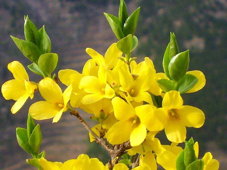 植物风水作用,植物风水大全讲解