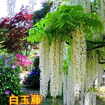 精品紫藤品种,名藤花卉紫藤