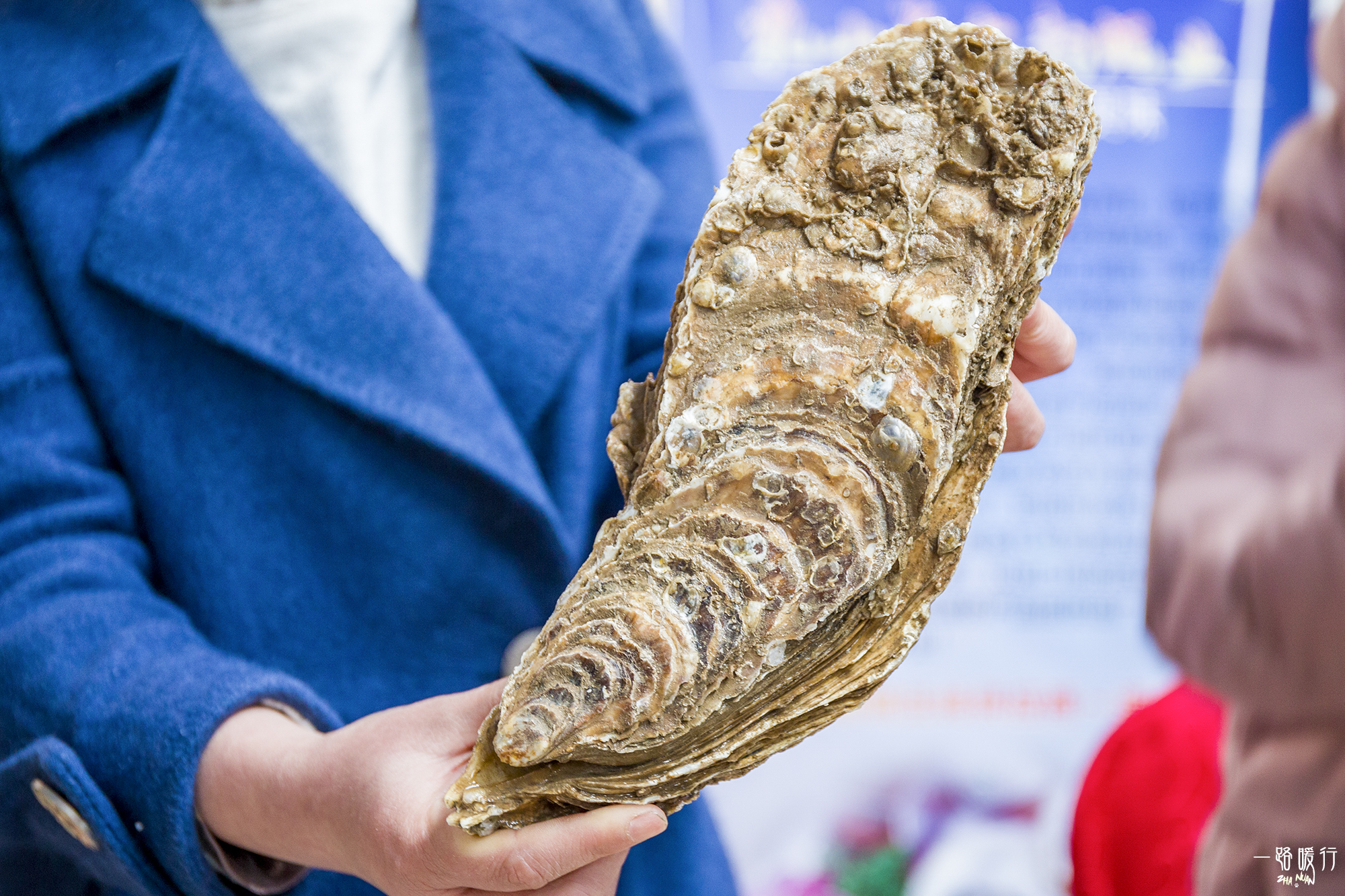 乳山为什么是长寿之乡,威海乳山市的海景房