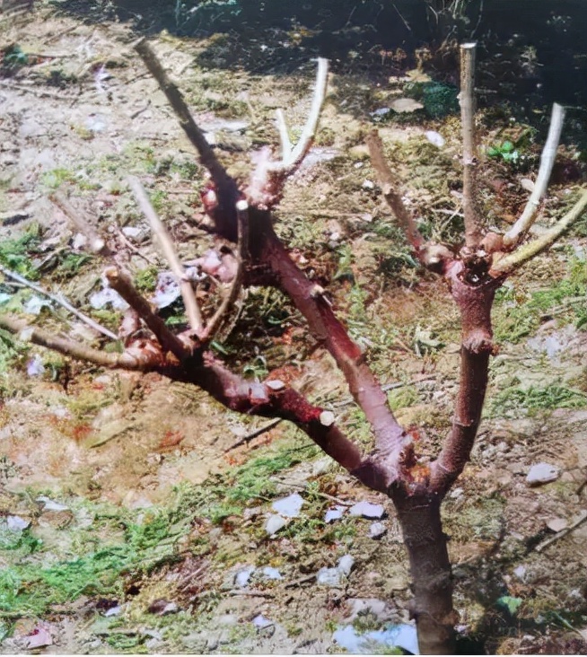 果桑的栽培方法,果桑果树栽培视频