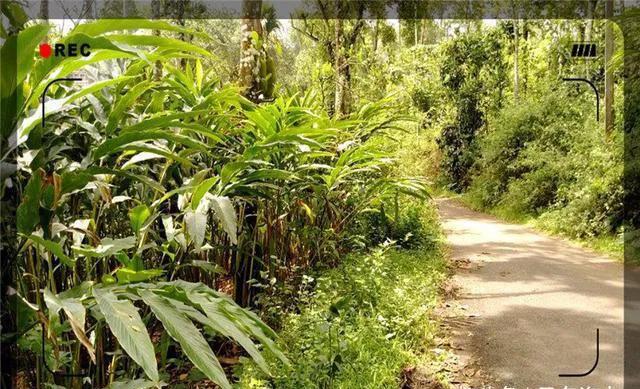 农村创业赚钱项目,分享三个适合农村创业赚钱小项目